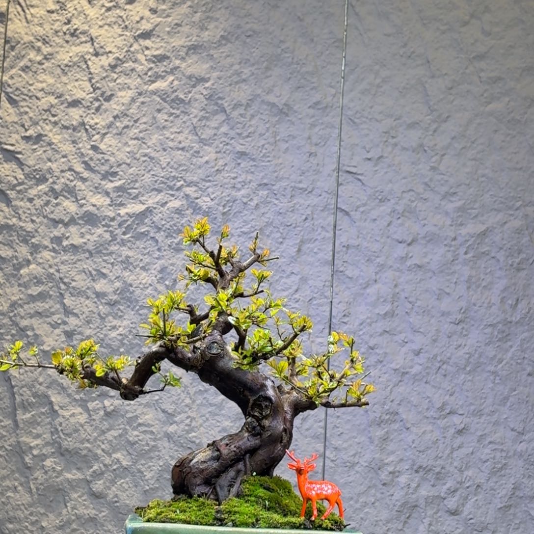 老***叶无花朵雀梅一物一拍