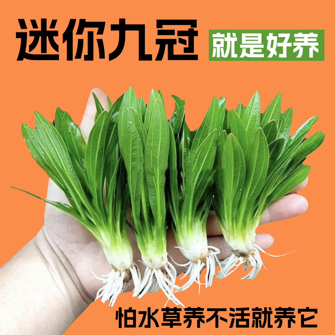 大叶九冠水草阴性好养活适合鱼缸造景新手懒人专用