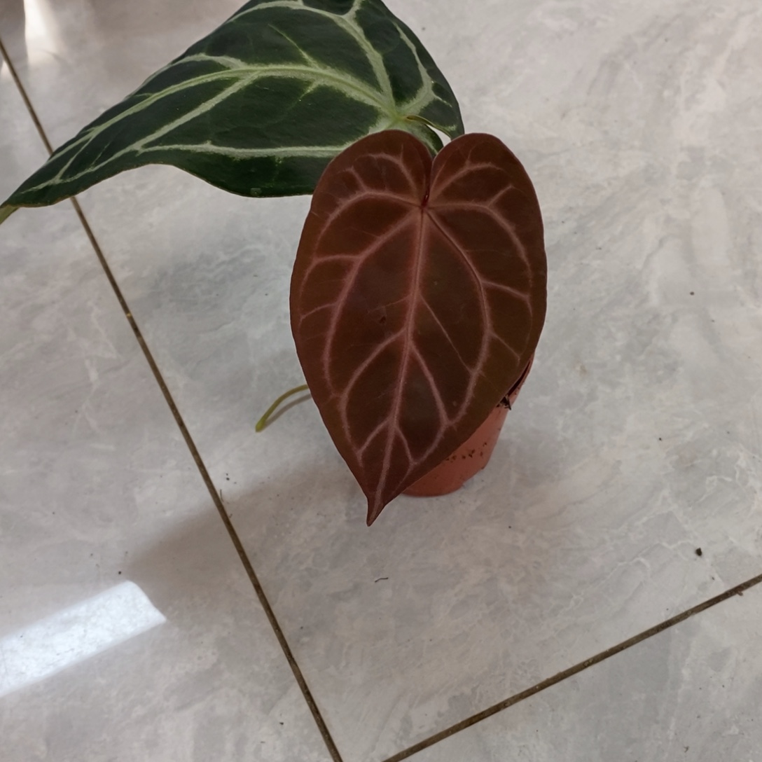 不开花植物10 红水晶杂
