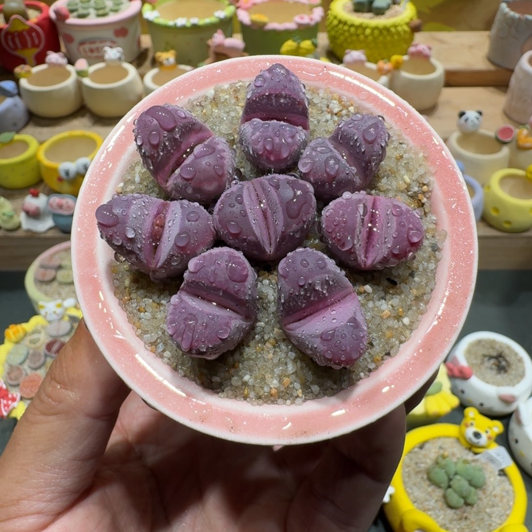 蘑菇1216红大内多肉植物