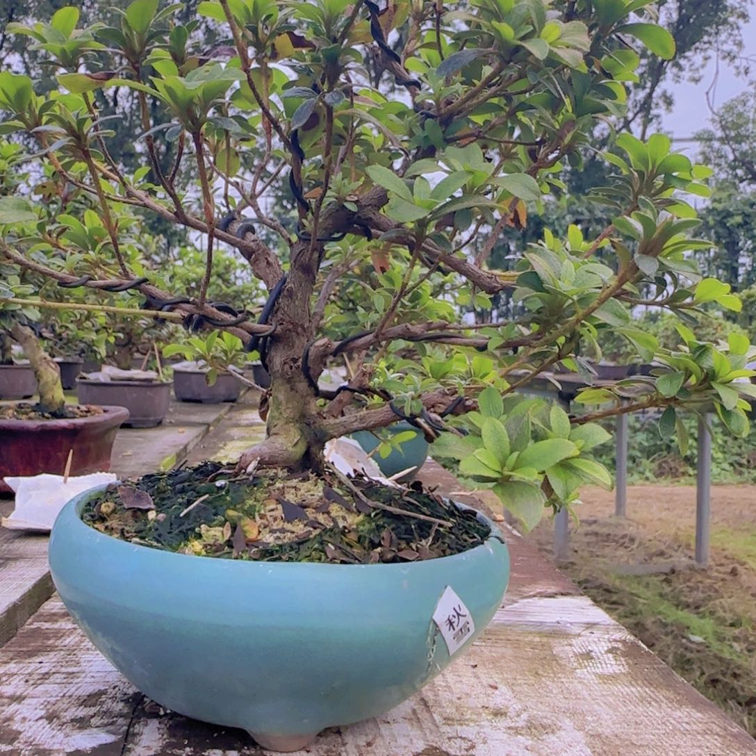 我***狂无花朵日之丸，一物一拍