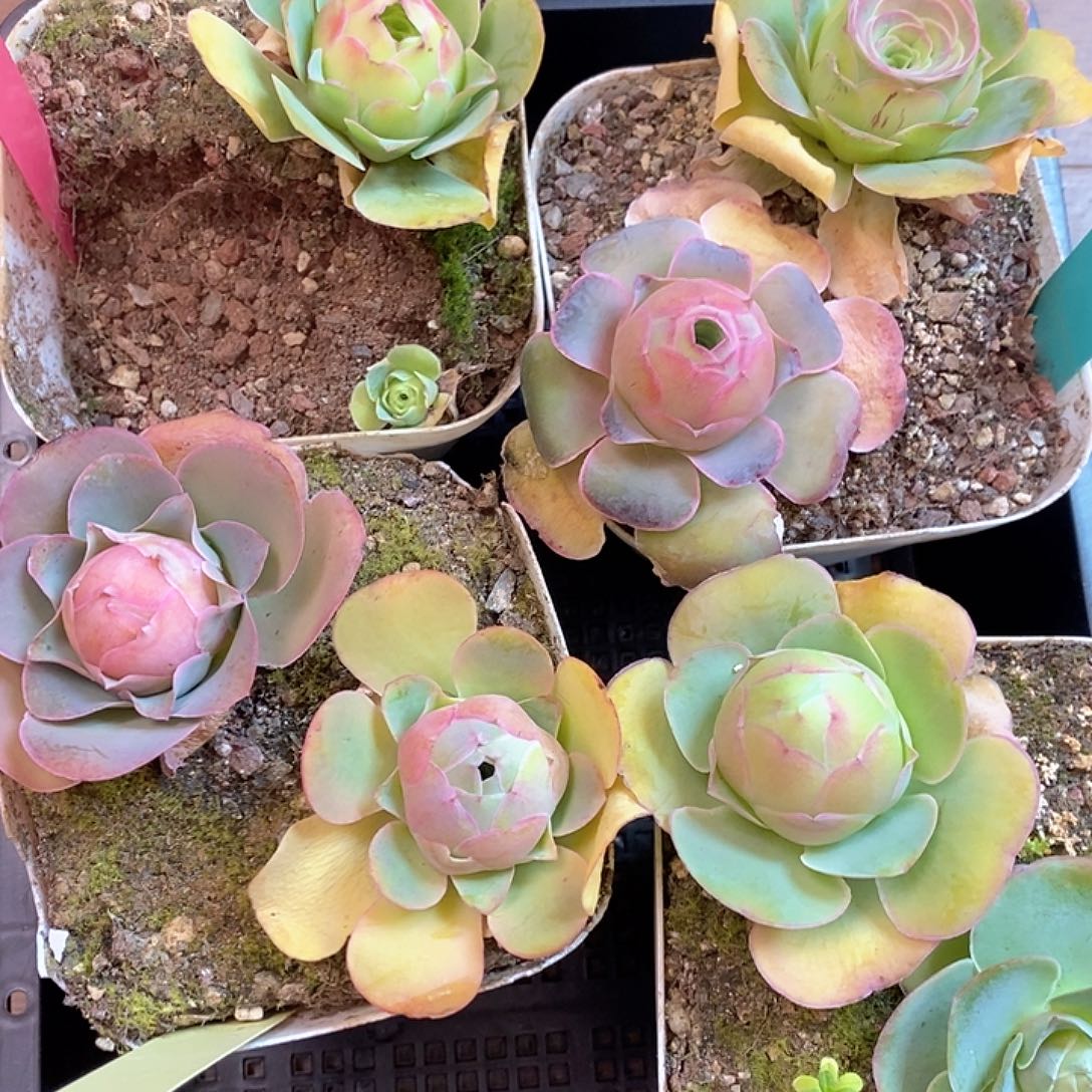 红陶小柒福利311