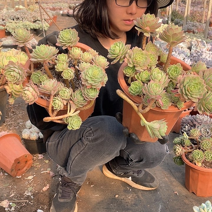 绿蔷薇9.9米 量拍多肉