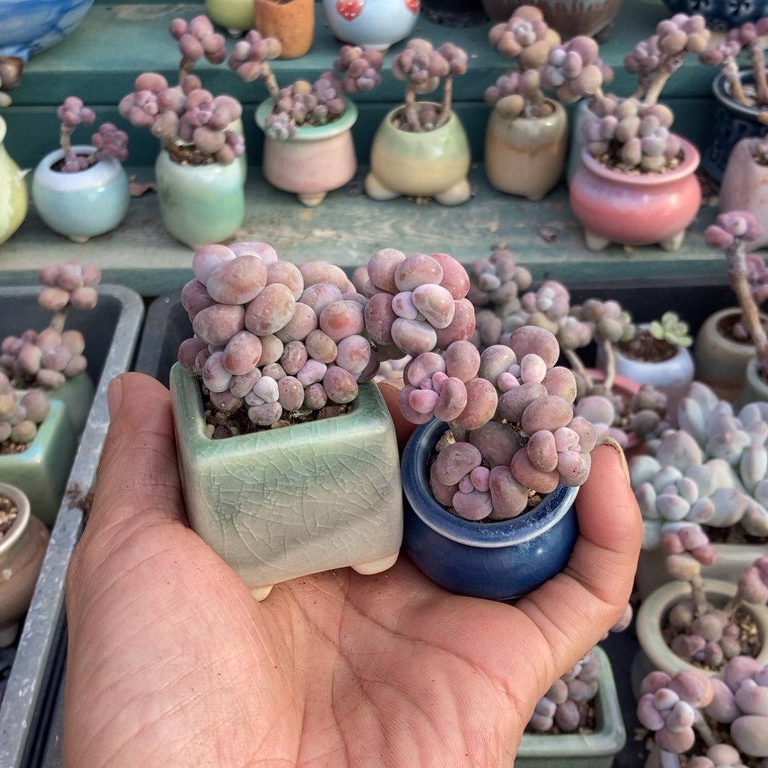 津***凉腰子桃蛋2颗带盆发货