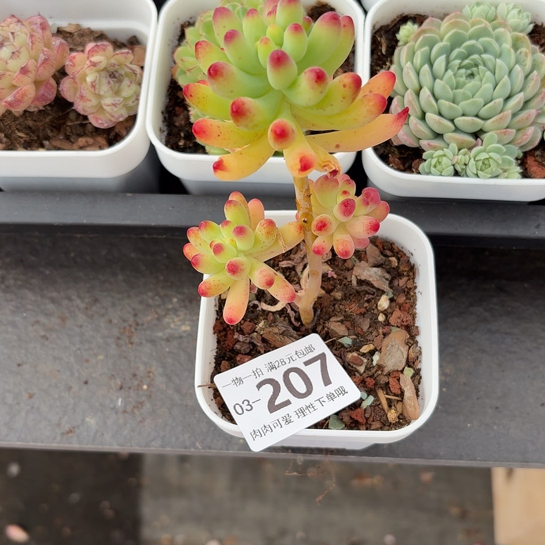 果冻乙女心无盆土发货无