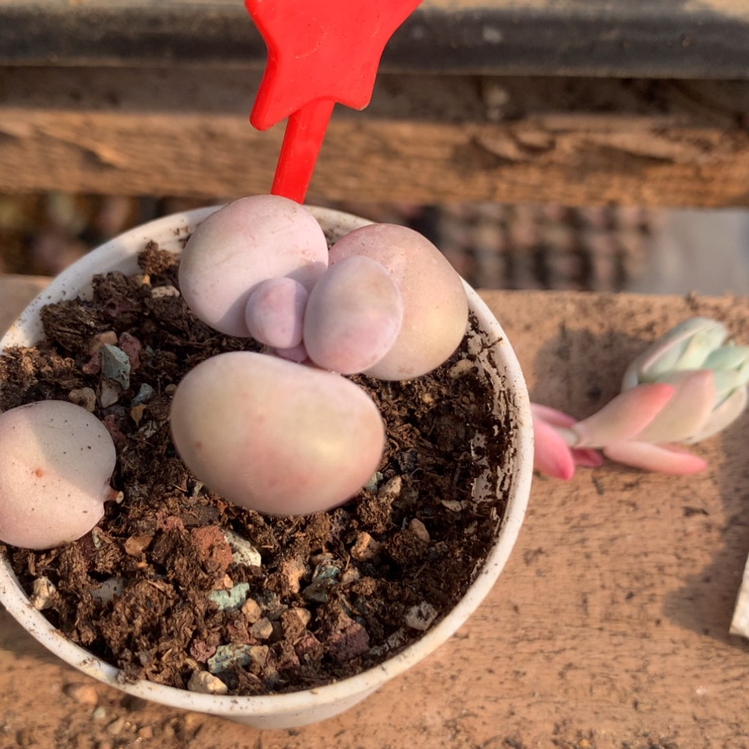 韩国正版 库福奶酪多肉