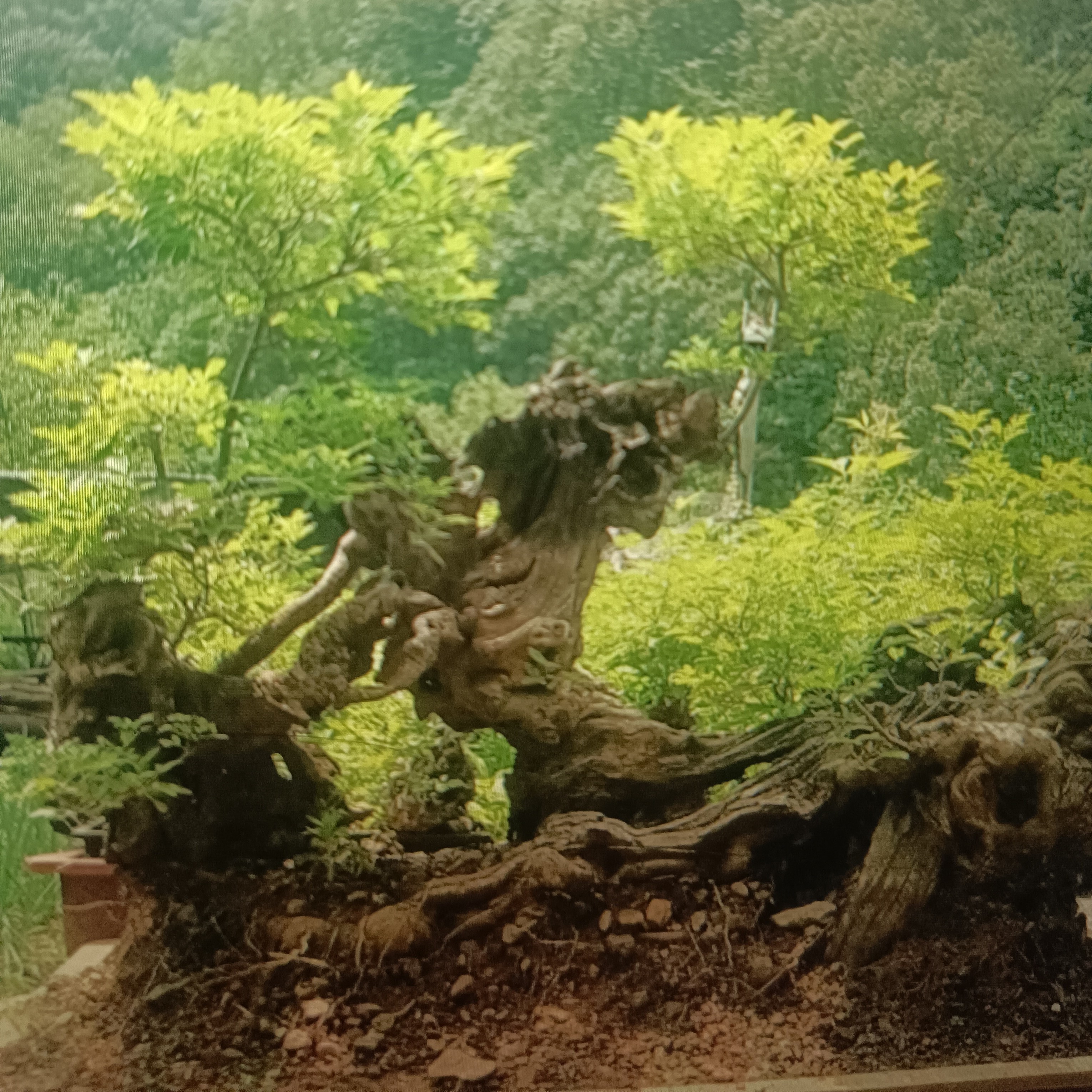 盆景素材、一物一拍、直播间有效