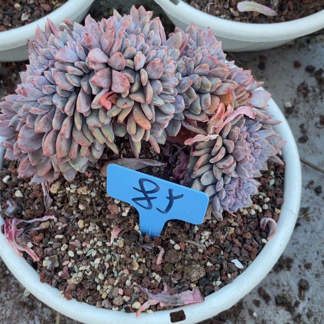 85号星影缀化多头