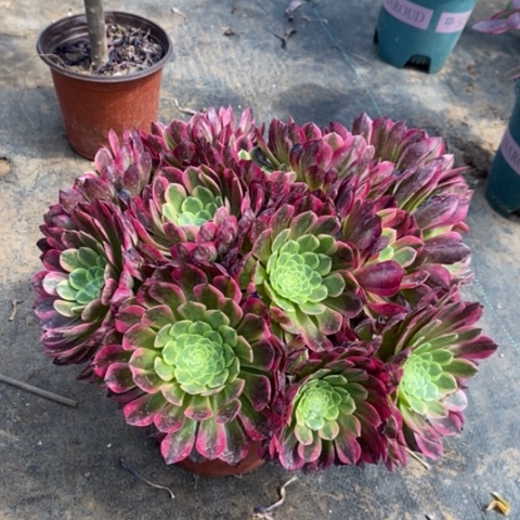 朝霞多多肉植物026