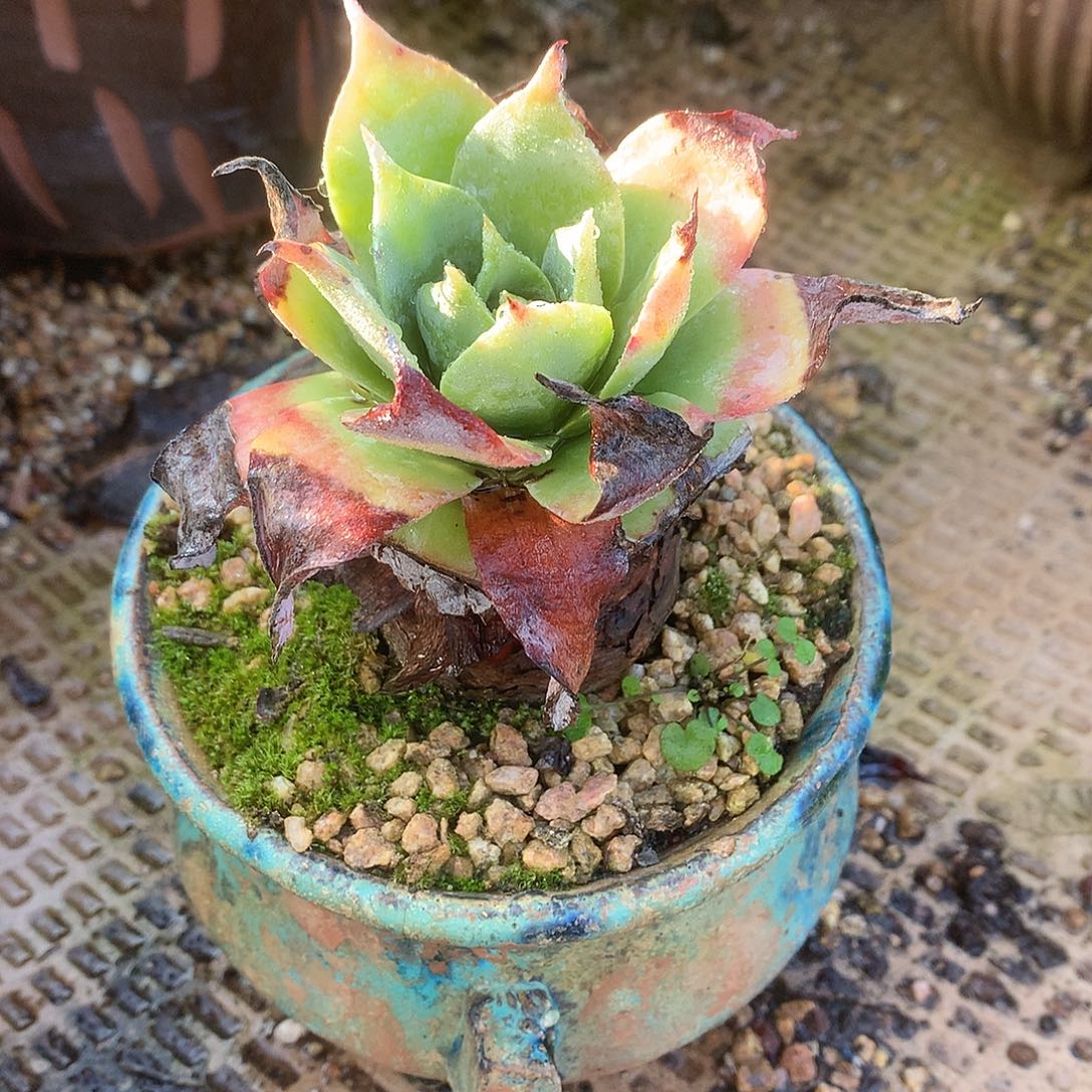 8604旅雪山仙女杯多肉