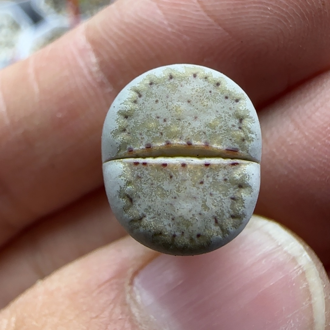 347饼干清框福利30包邮