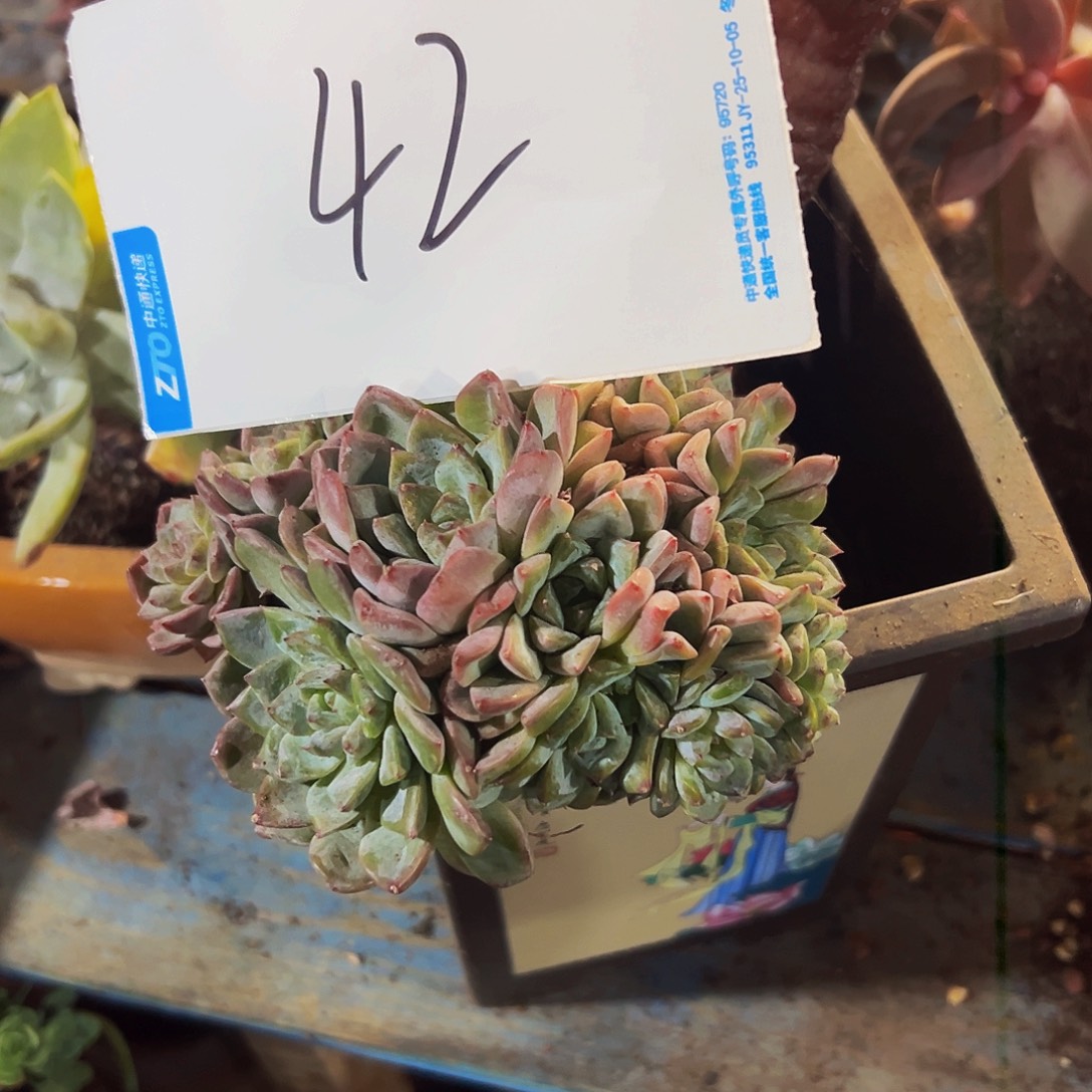 张***凡42号一物一拍脱土包邮