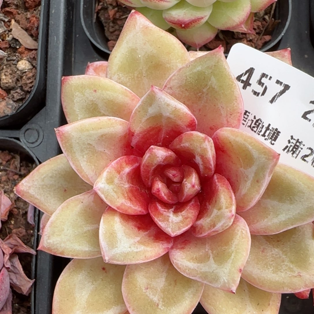 花语逸镜0214-457