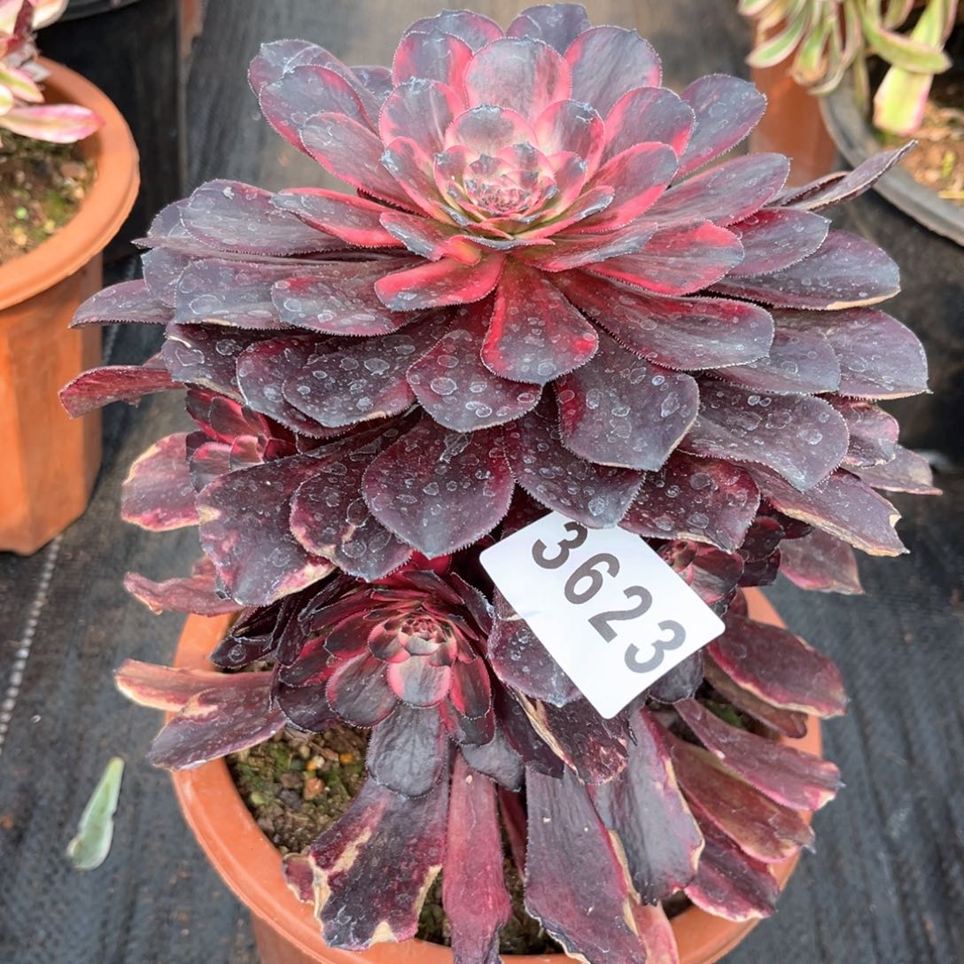 烟花多肉发货发货