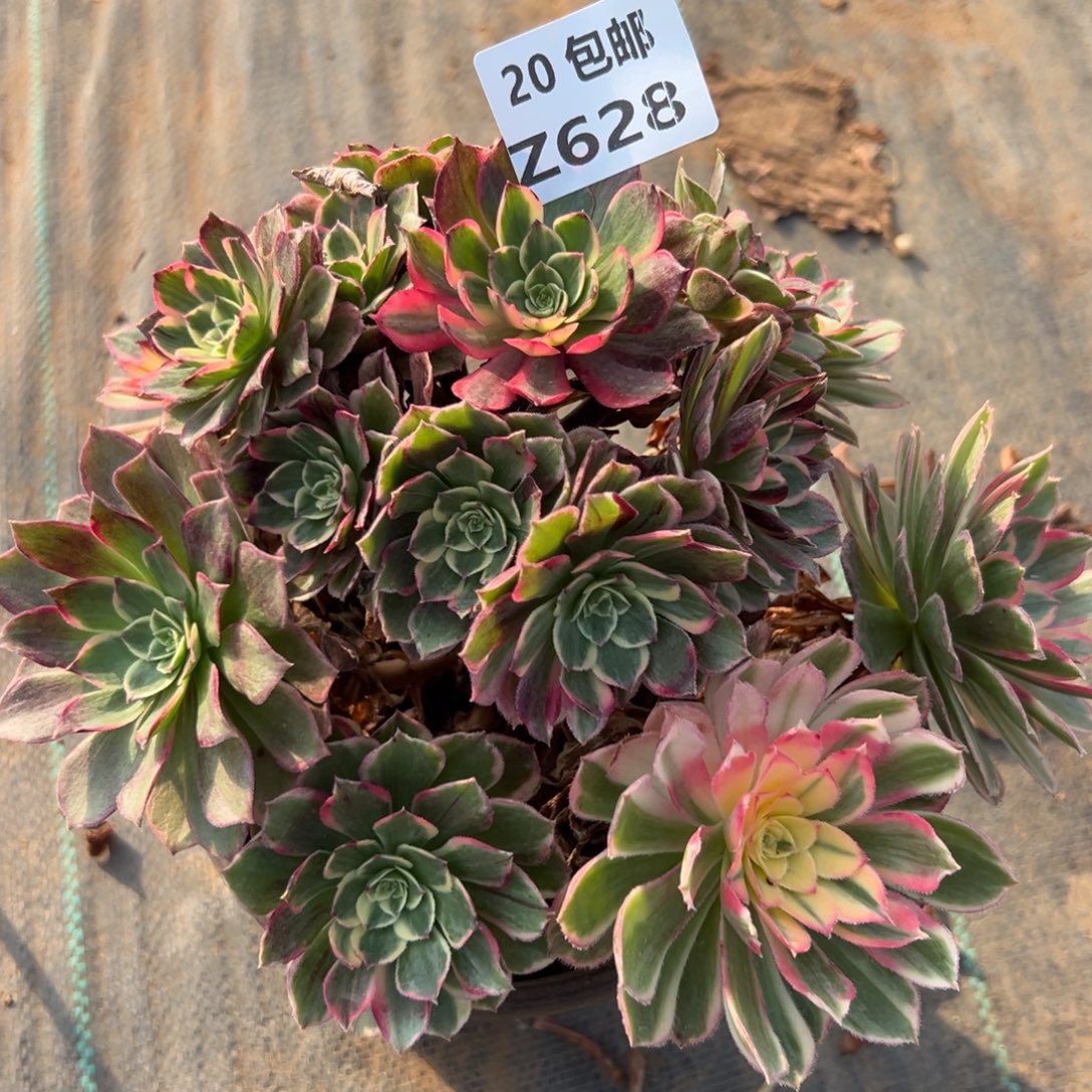 628青禾，满20包邮嘟叮熊