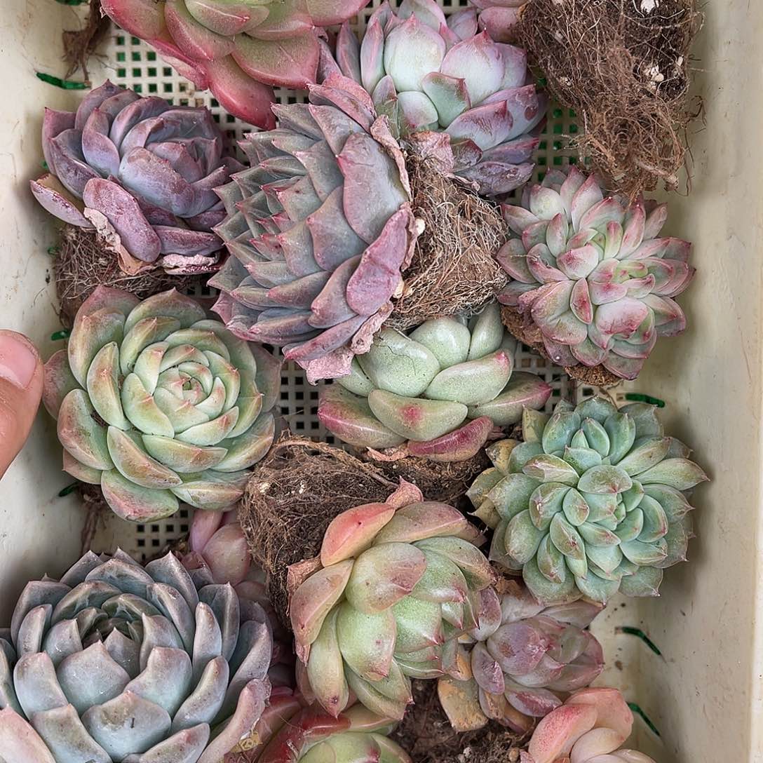 多肉一物一拍24-79