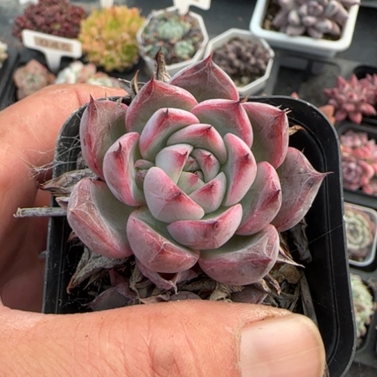 279黑天鹅多肉植物多