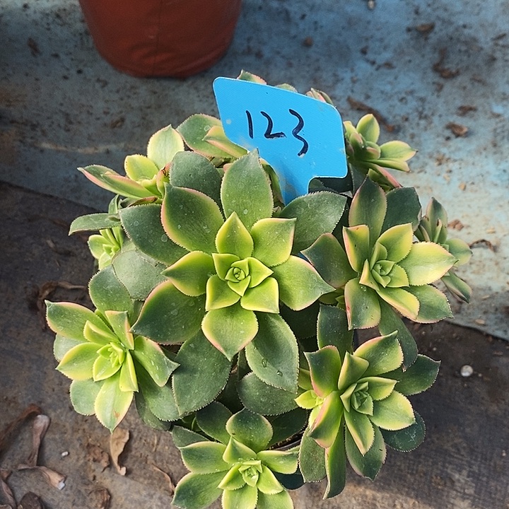 123 一颗艳日辉法师多肉