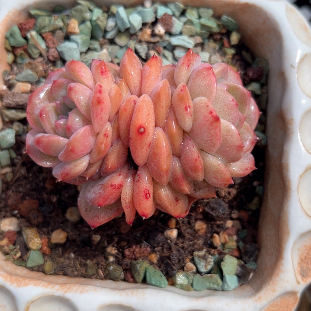 冰魄（满38包邮）多肉