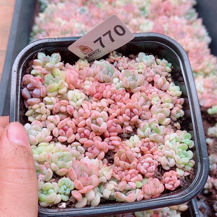 ღ***ღ多肉植物多肉植物