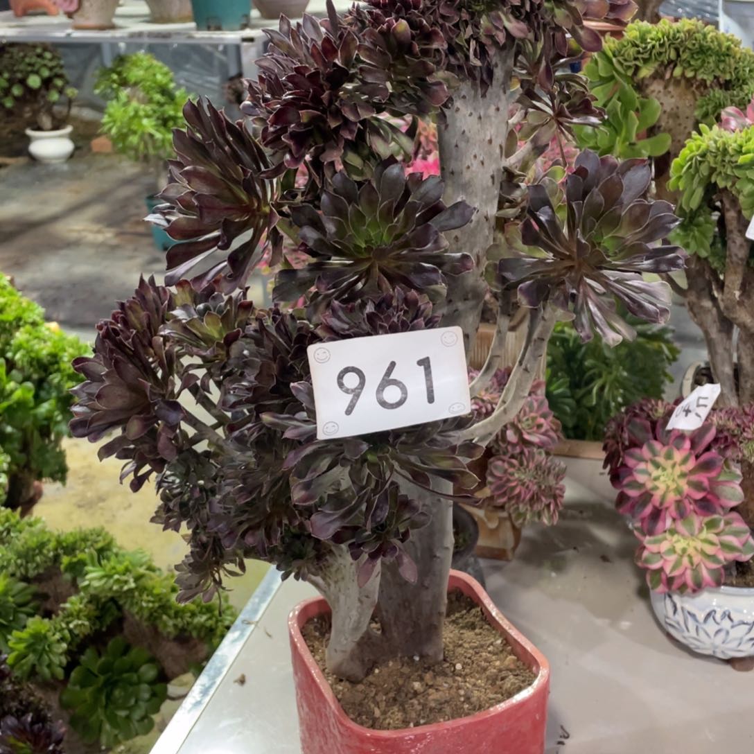 961灰发缀         多肉      