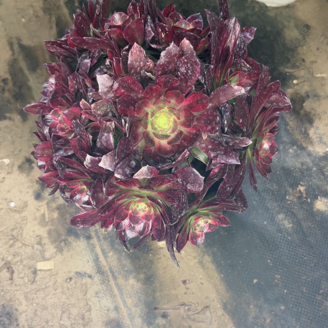 964安娜法师多肉植物