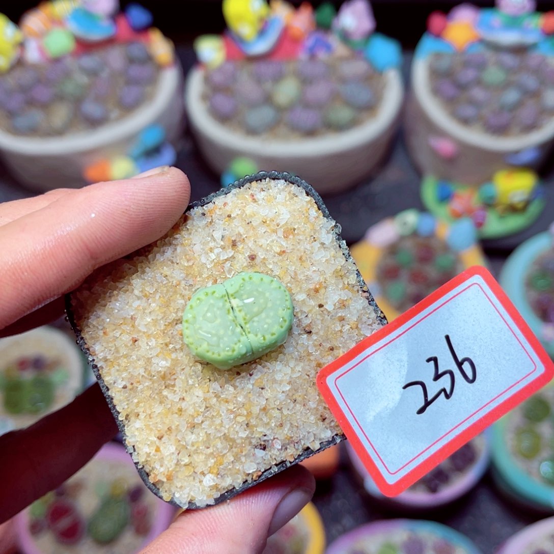 236生石花带盆发1