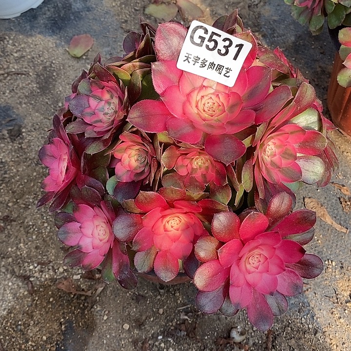 多肉植物荔枝531多肉