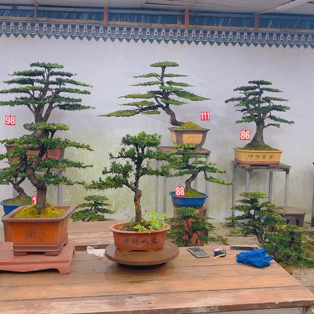 木许*多原生米叶罗汉松带盆