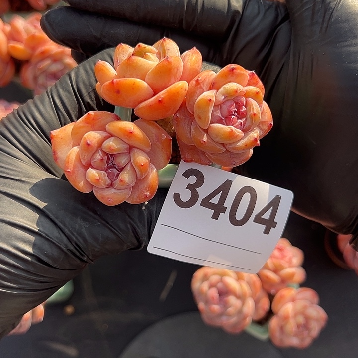 爱***盆3404，三头星影带盆发