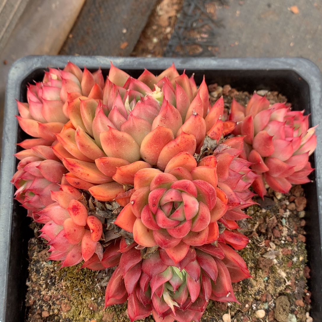 5064杂交精品基地15厘米