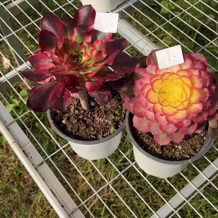 云南34号35号拍拍拍