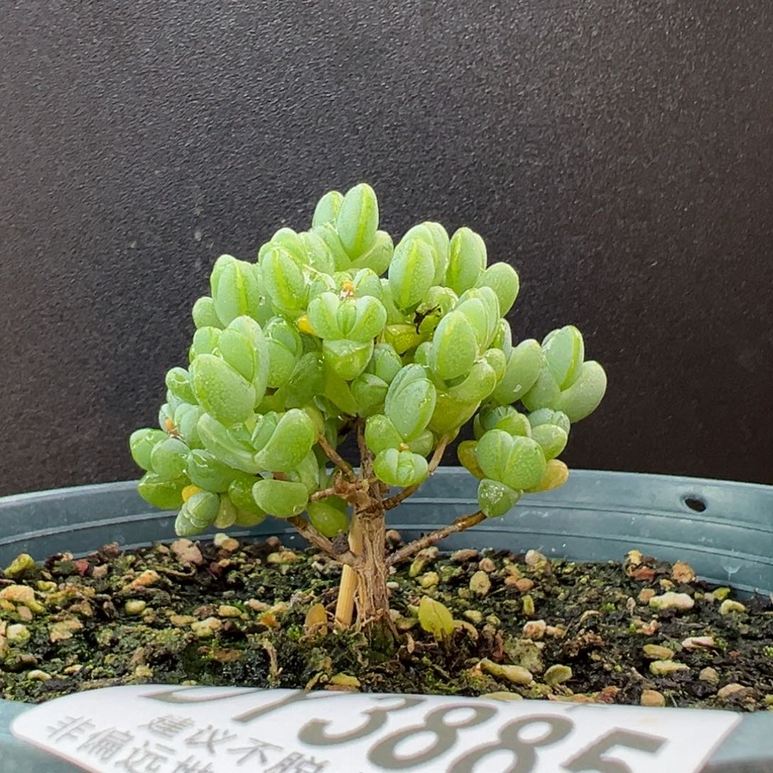 dy3885粗腿小老桩元宝冠幅5.5cm
