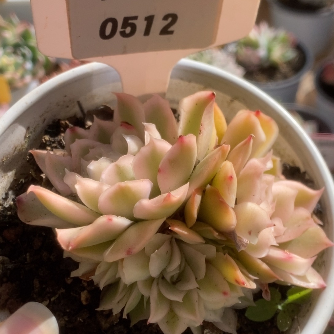 512紫蝴蝶锦锦锦锦锦锦锦