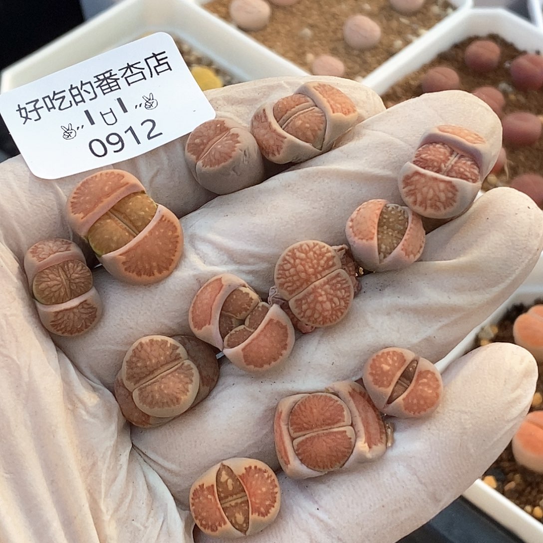 0912。零下拍保温。