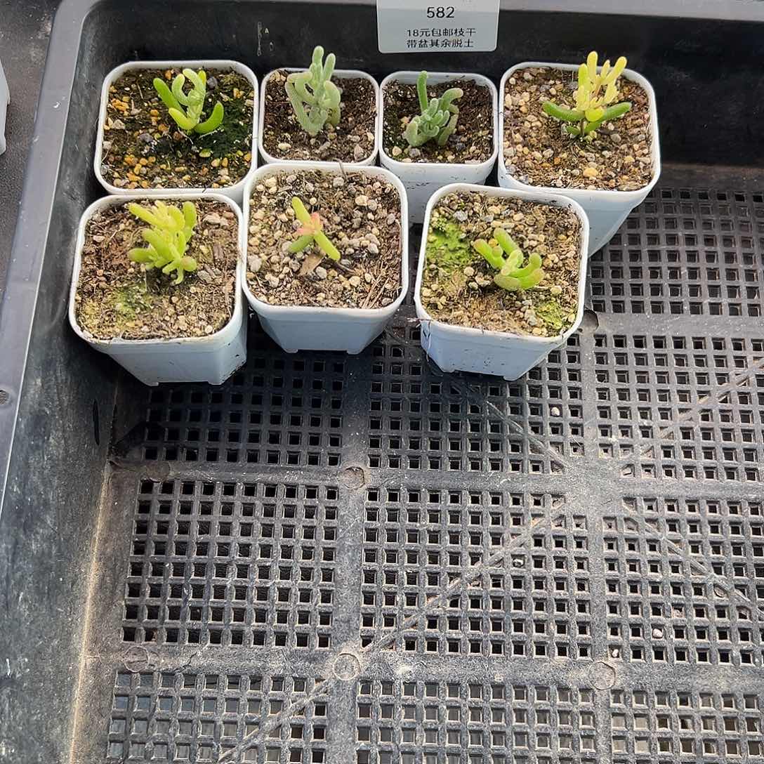 小*582号枝干7颗12.19多肉