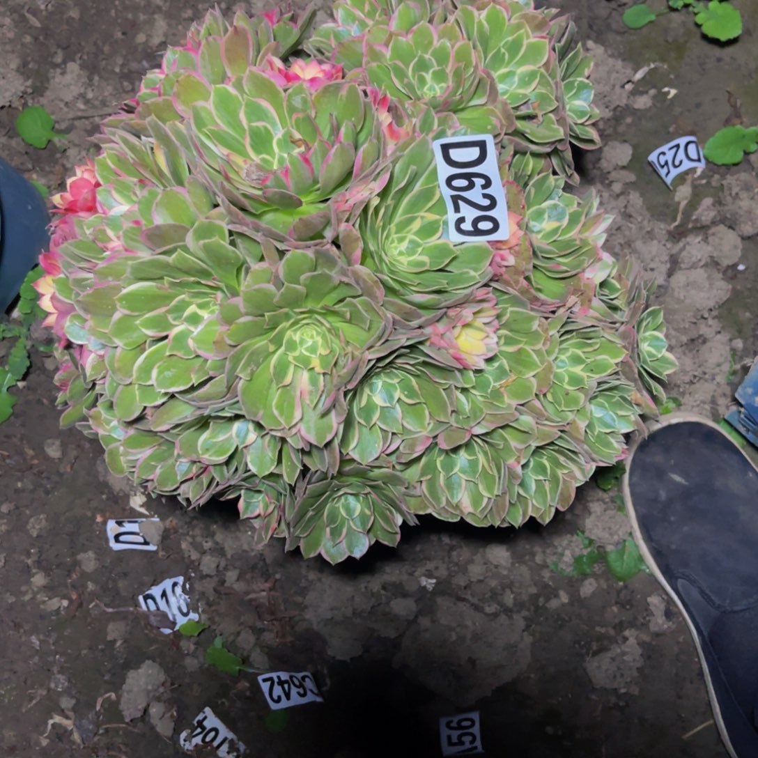 海燕法师26////34包邮