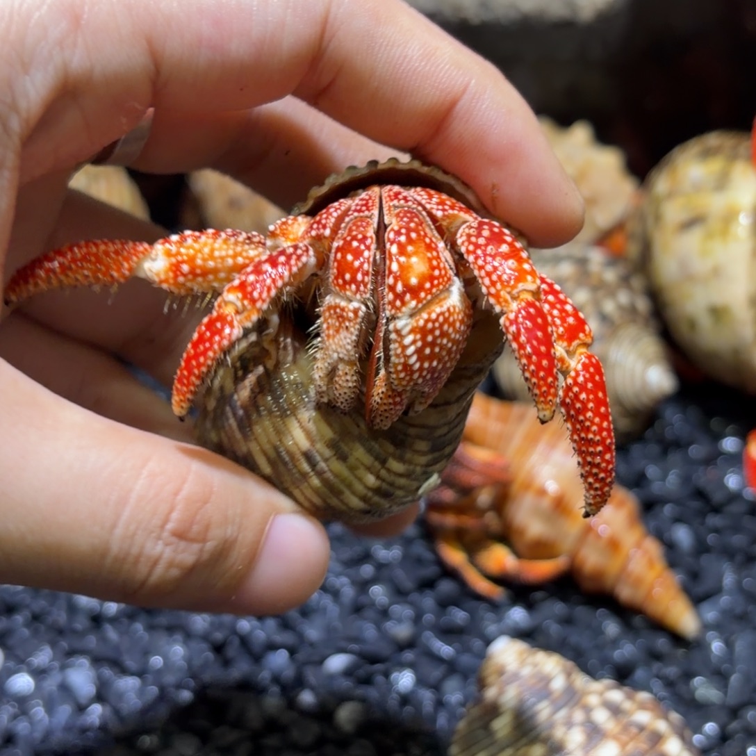 06 斐济草莓 2.8口