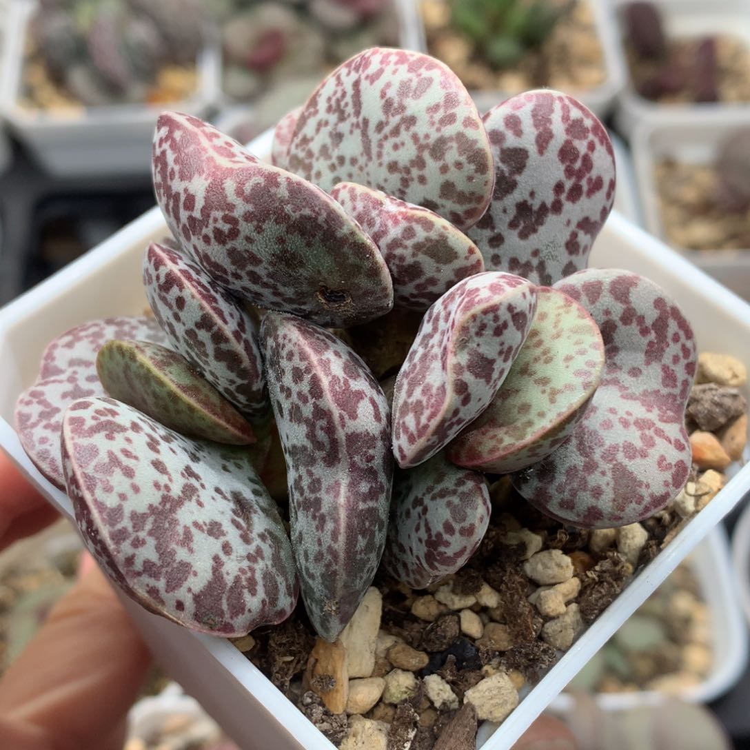 花蛋 特价 有疤多肉植物水泡