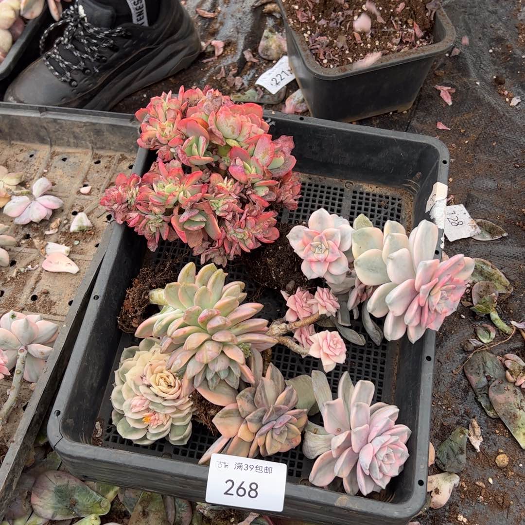 268紫乐锦老桩多肉