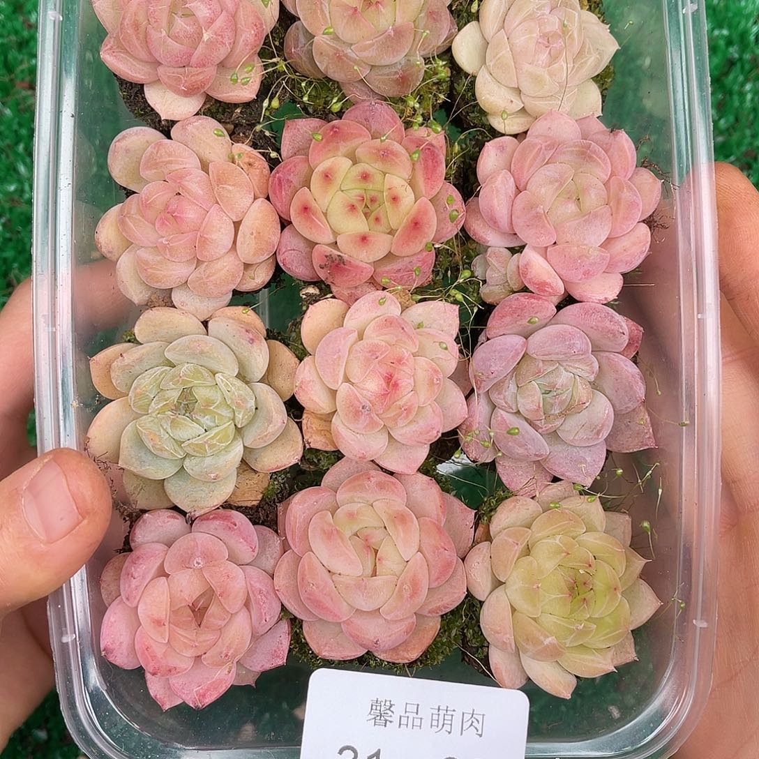 多肉一物一拍31-83