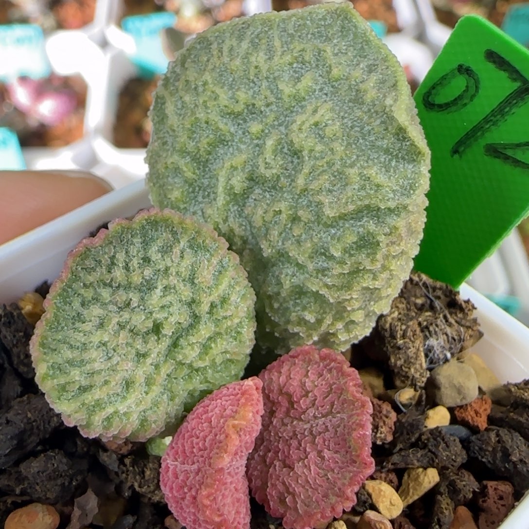 编号072叶插，四方盆发