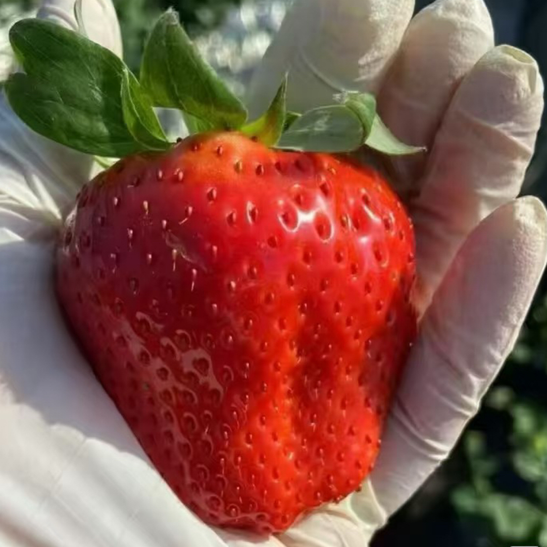 （金刚二号）头茬原盆原土盆花卉摆放阳台露天