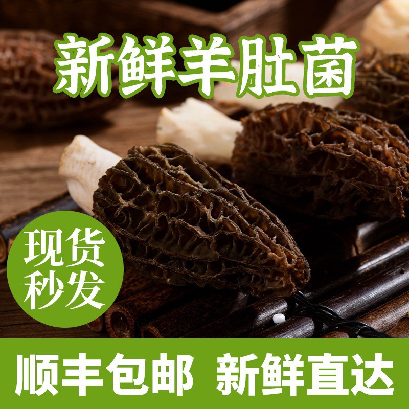 【云南新鲜羊肚菌】正宗新鲜六妹头茬当季羊肚菌煲汤素炒火锅食材商品图