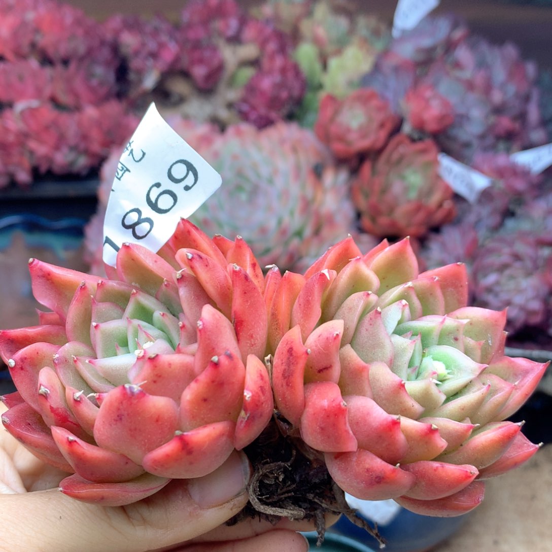 1869杂交多肉植物