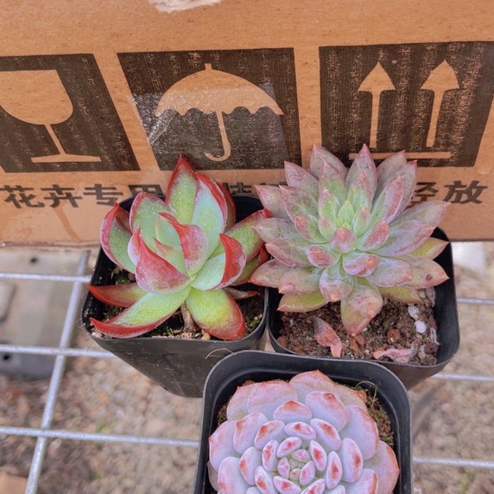 惊鸿➕星星成单头➕红蜻蜓➕1土