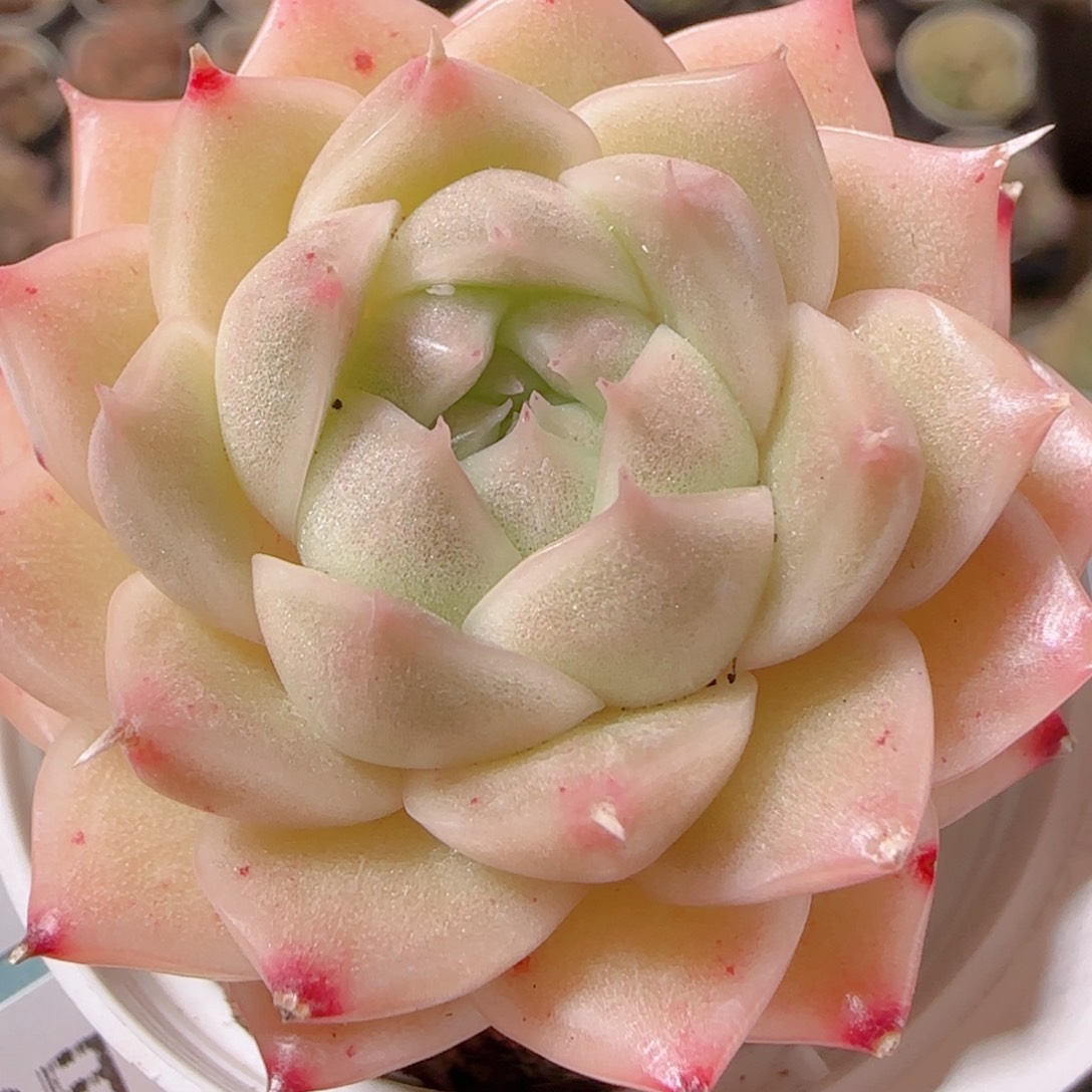 花语多肉1209-199