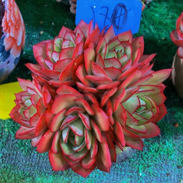 这么大个人都有女朋友