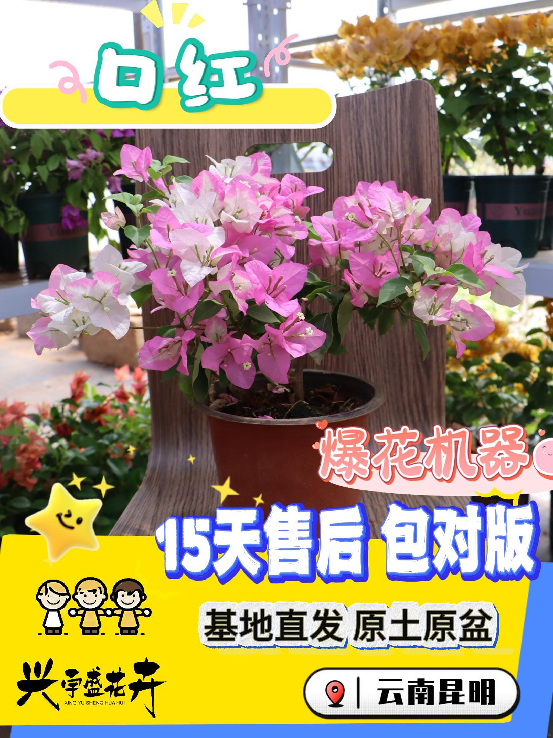 【口红】渐变勤花观赏性高耐活三角梅