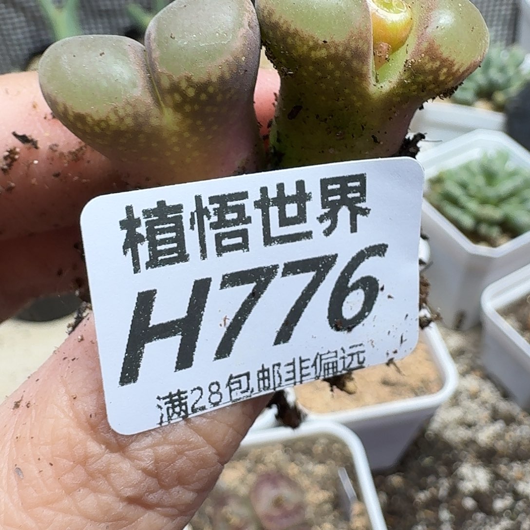 多肉植物的人生ghn